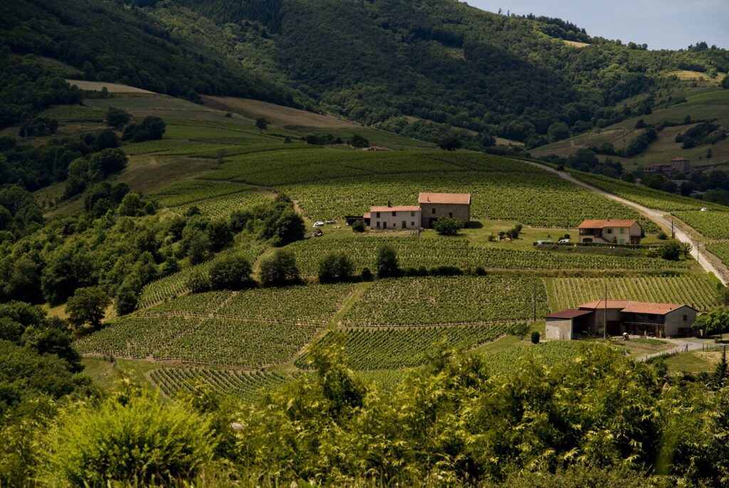 paysage du beaujolais avec vignes - source wikipedia